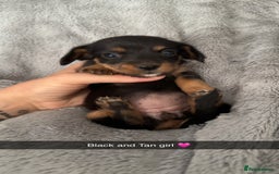Mixed Breed dogs for sale: Miniature dachshund cross  - Image 4