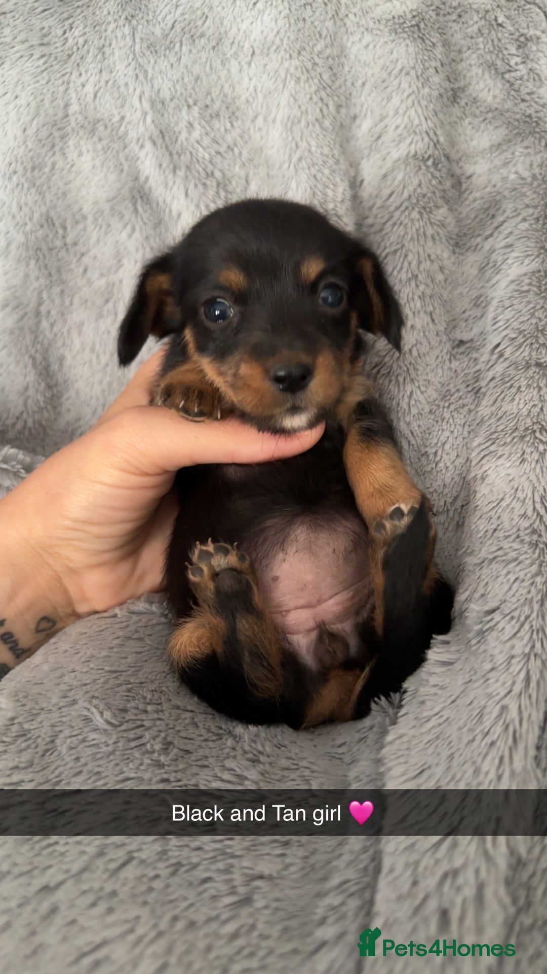 Mixed Breed dogs for sale: Miniature dachshund cross  - Image 4