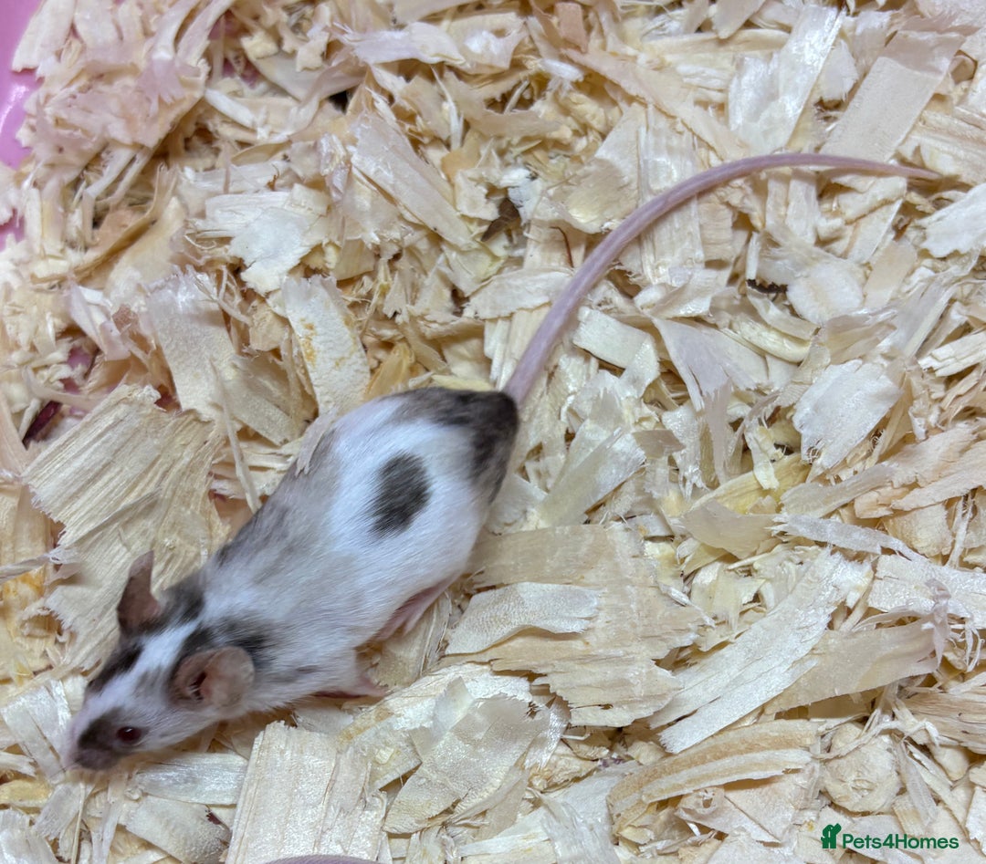 Mouse rodents for sale: Female baby mice ready now  - Image 9