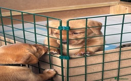 Labrador Retriever dogs for sale: ❤️ 🐾 KC registered Fox Red Labrador Pups, Angus - Image 1
