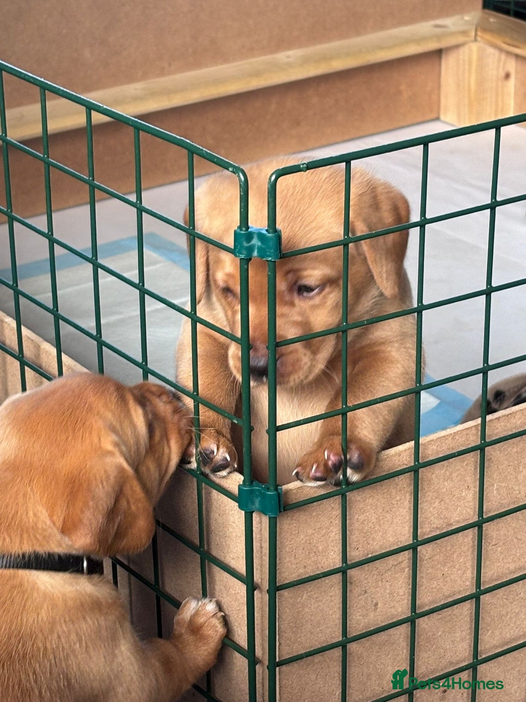 Labrador Retriever dogs for sale: ❤️ 🐾 KC registered Fox Red Labrador Pups, Angus - Image 1