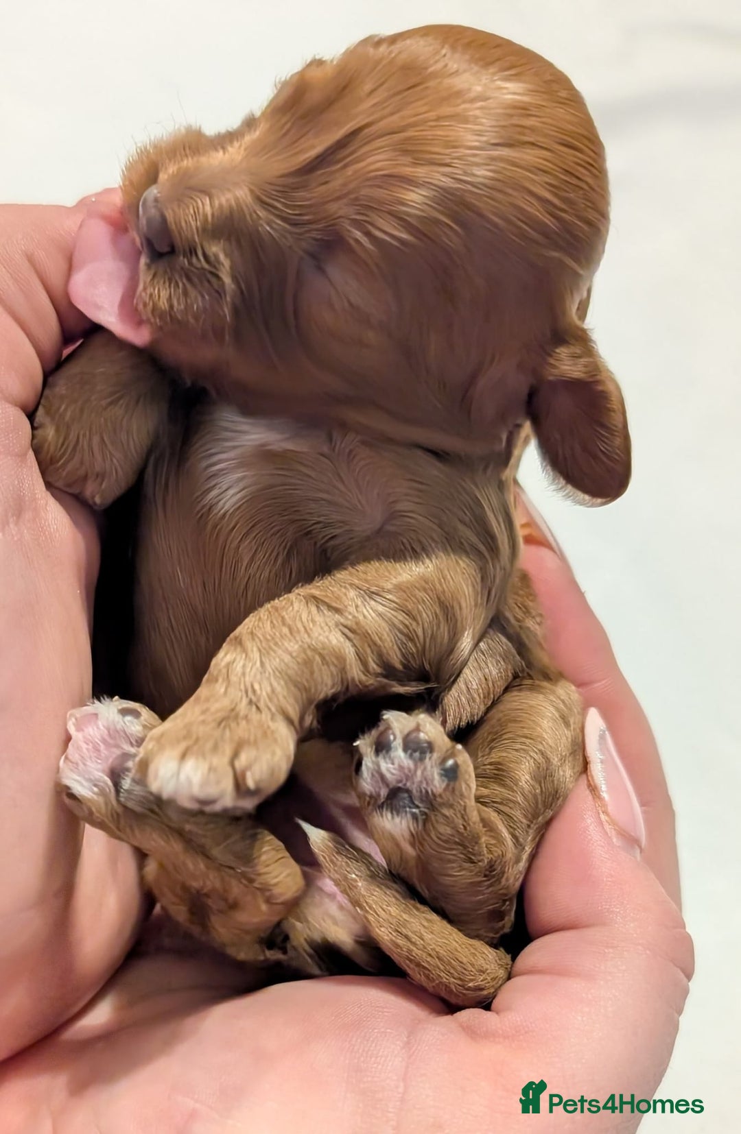 Cavapoo dogs for sale: Rare extensively health tested F1 cavapoos  - Image 26