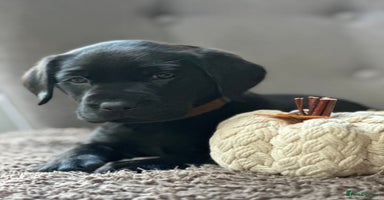 Labrador Retriever dogs - Advert 14
