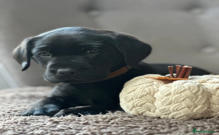 Labrador Retriever dogs - Advert 6