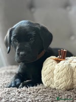Labrador Retriever dogs - Advert 14