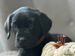 Labrador Retriever dogs - Advert 30