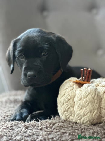 Labrador Retriever dogs - Advert 1