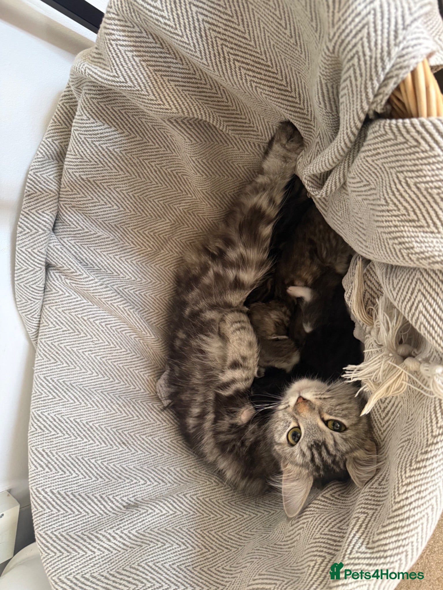 Mixed Breed cats Kittens for sale  - Advert 6