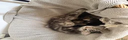 Mixed Breed cats for sale: Kittens for sale  - Advert 1