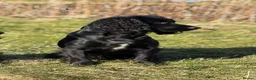 Cocker Spaniel dogs for sale: Top Quality KC  Working Cocker Spaniel puppies  in Cardiff - Advert 8