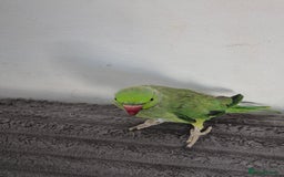 Ringnecks birds for sale: Green ringneck  - Image 1
