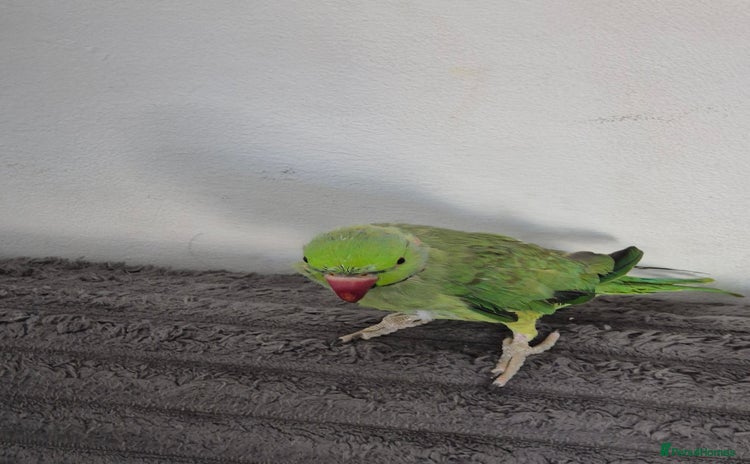 Ringnecks birds - Advert 4