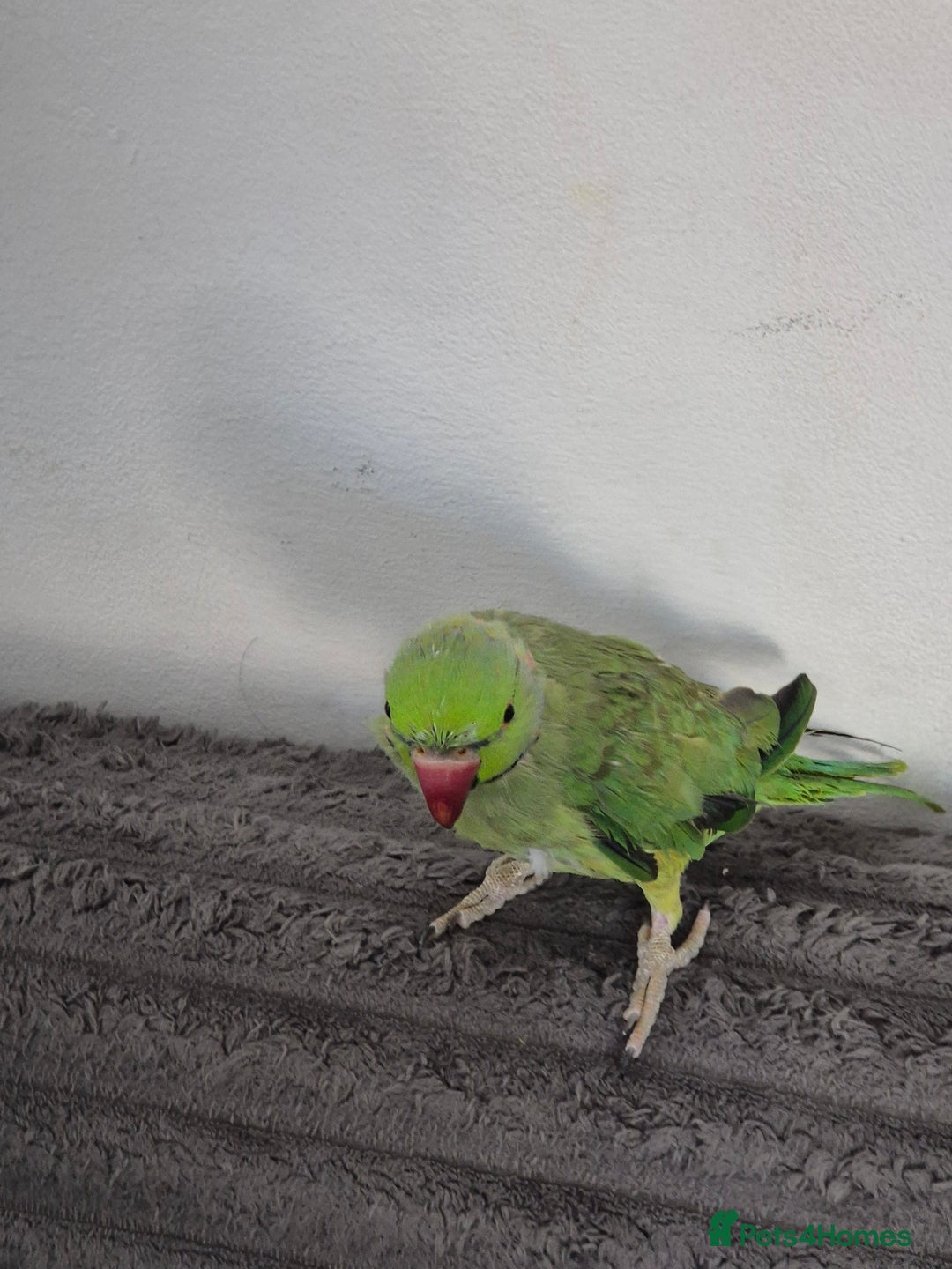 Ringnecks birds for sale: Green ringneck  - Image 1