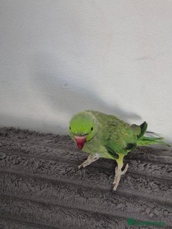 Ringnecks birds - Advert 6