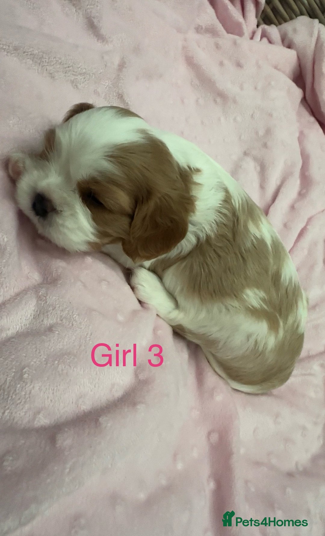 Cavalier King Charles Spaniel dogs for sale: Cavalier King Charles puppies  - Image 16