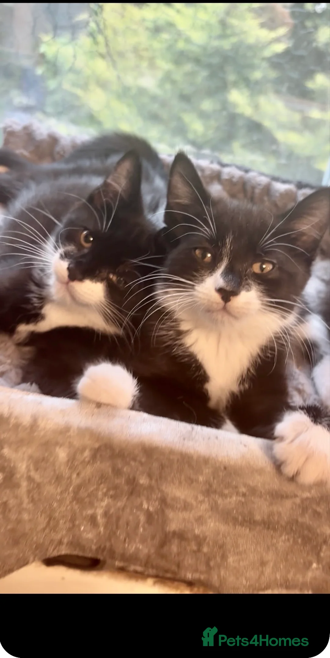 Mixed Breed cats for sale: Beautiful tuxedo kittens - Advert 1