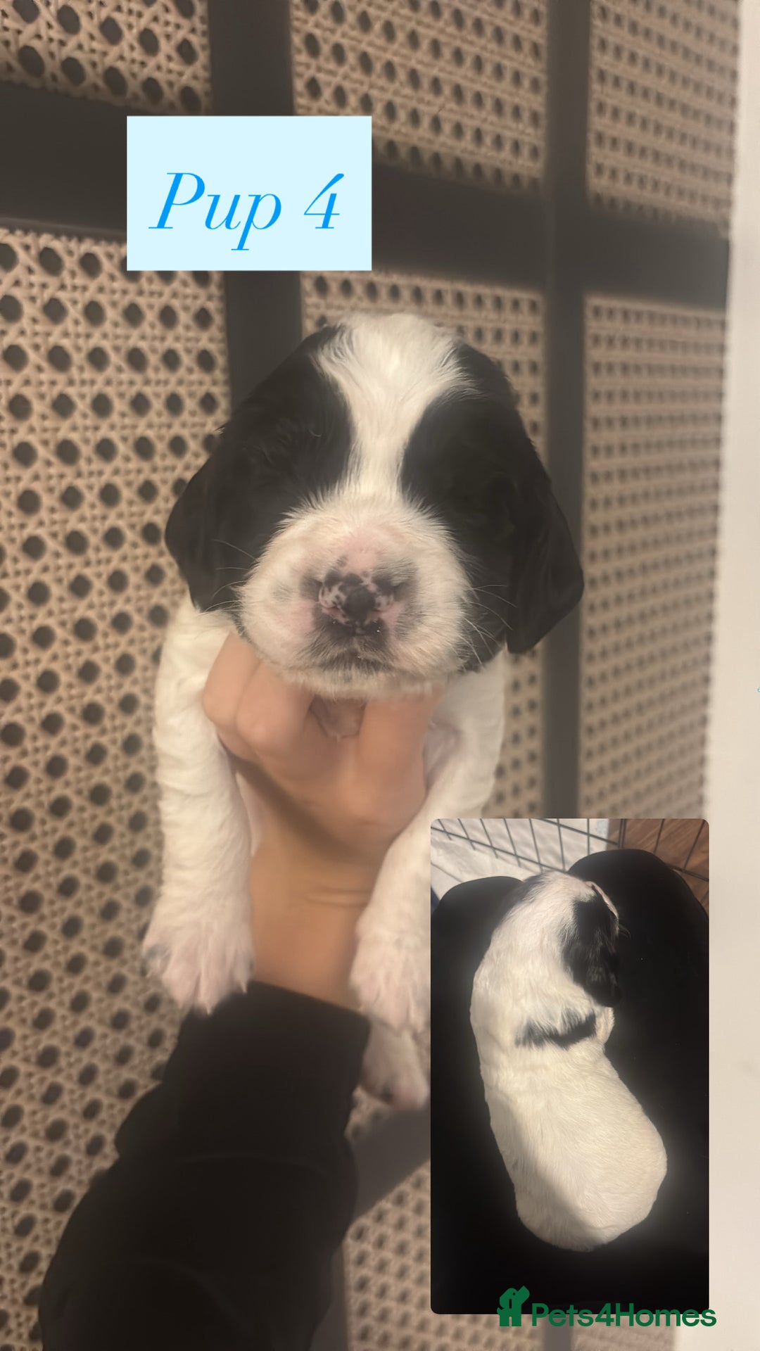 English Springer Spaniel dogs for sale: For sale - Advert 5