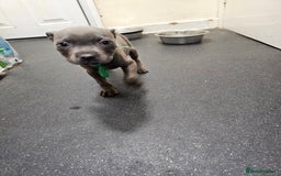 Staffordshire Bull Terrier dogs for sale: blue staffy puppies  - Image 5