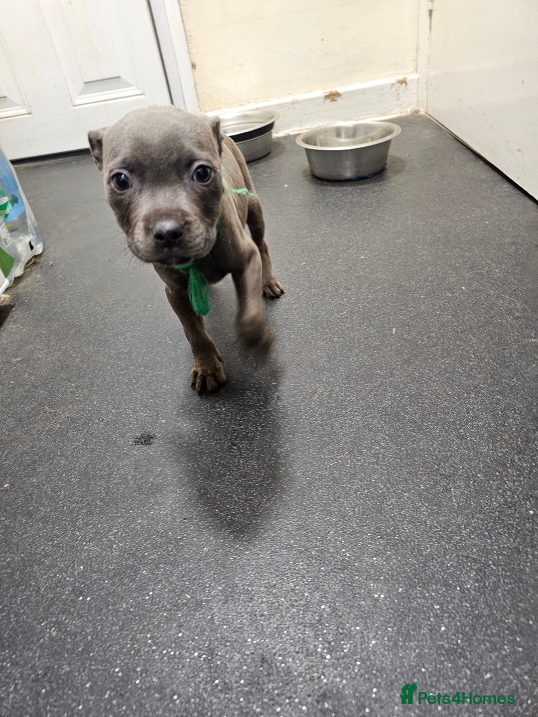 Staffordshire Bull Terrier dogs for sale: blue staffy puppies  - Image 5