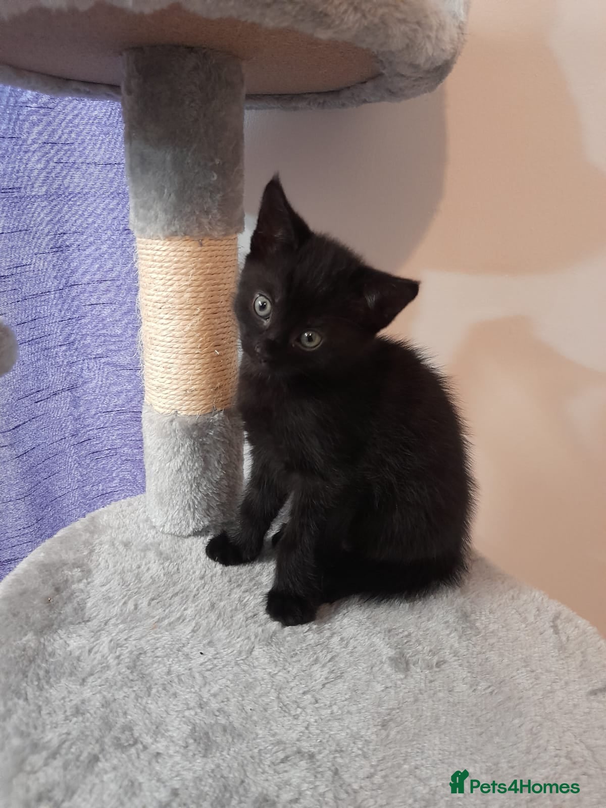 Mixed Breed cats Lovely  playful kittens  - Advert 8