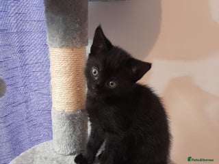 Mixed Breed cats Lovely playful kittens - Advert 2