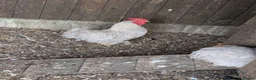 Chickens poultry for sale: Trio lavender pekin - Advert 2