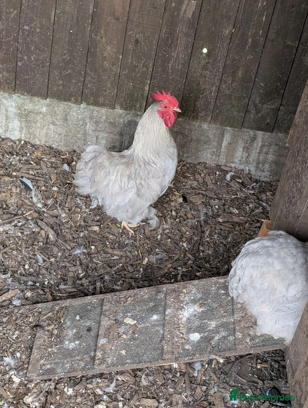 Chickens poultry for sale: Trio lavender pekin - Advert 2