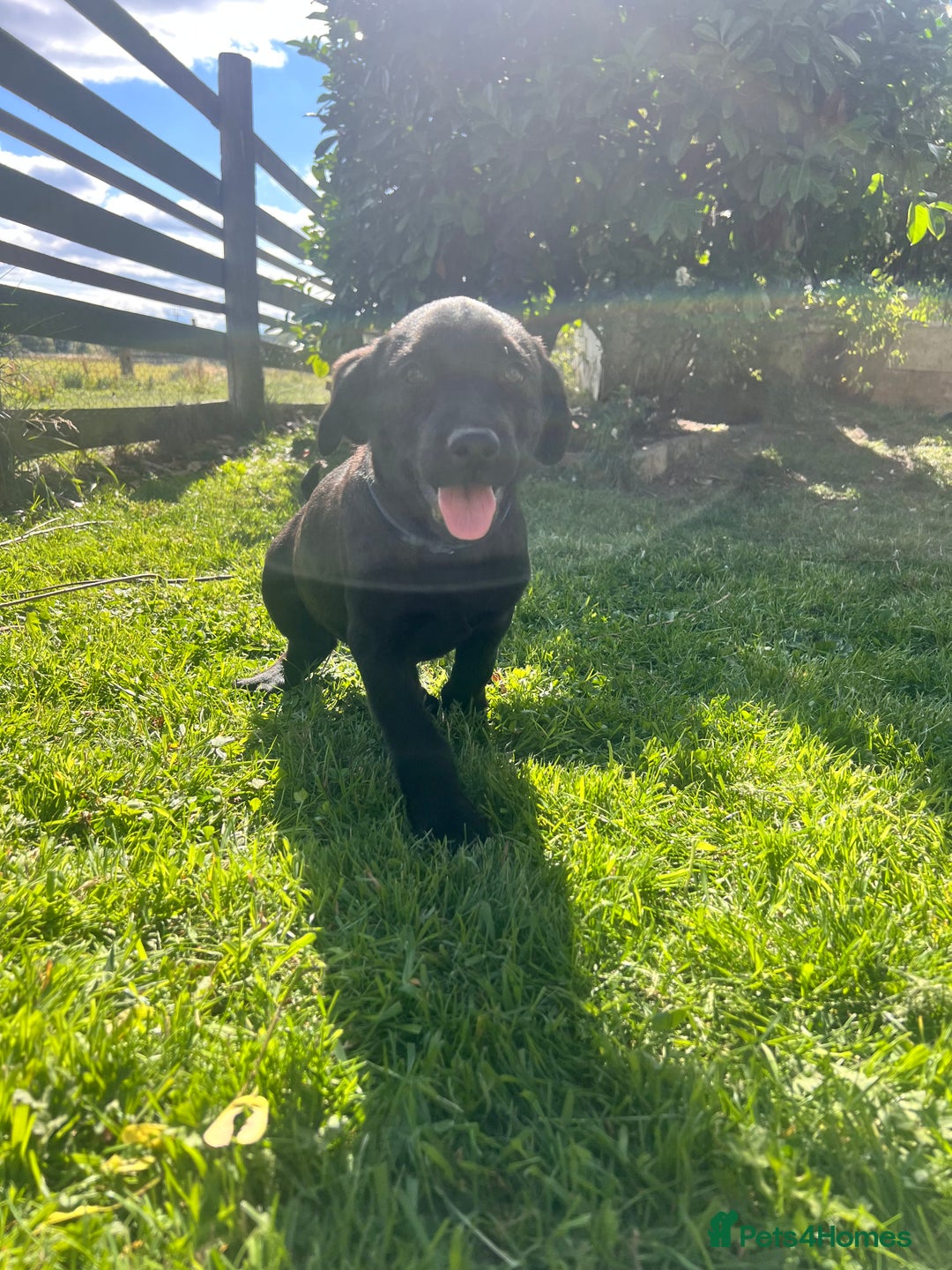 Labrador Retriever dogs for sale: KC Registered Black Labrador Pups 🐾 - Image 34