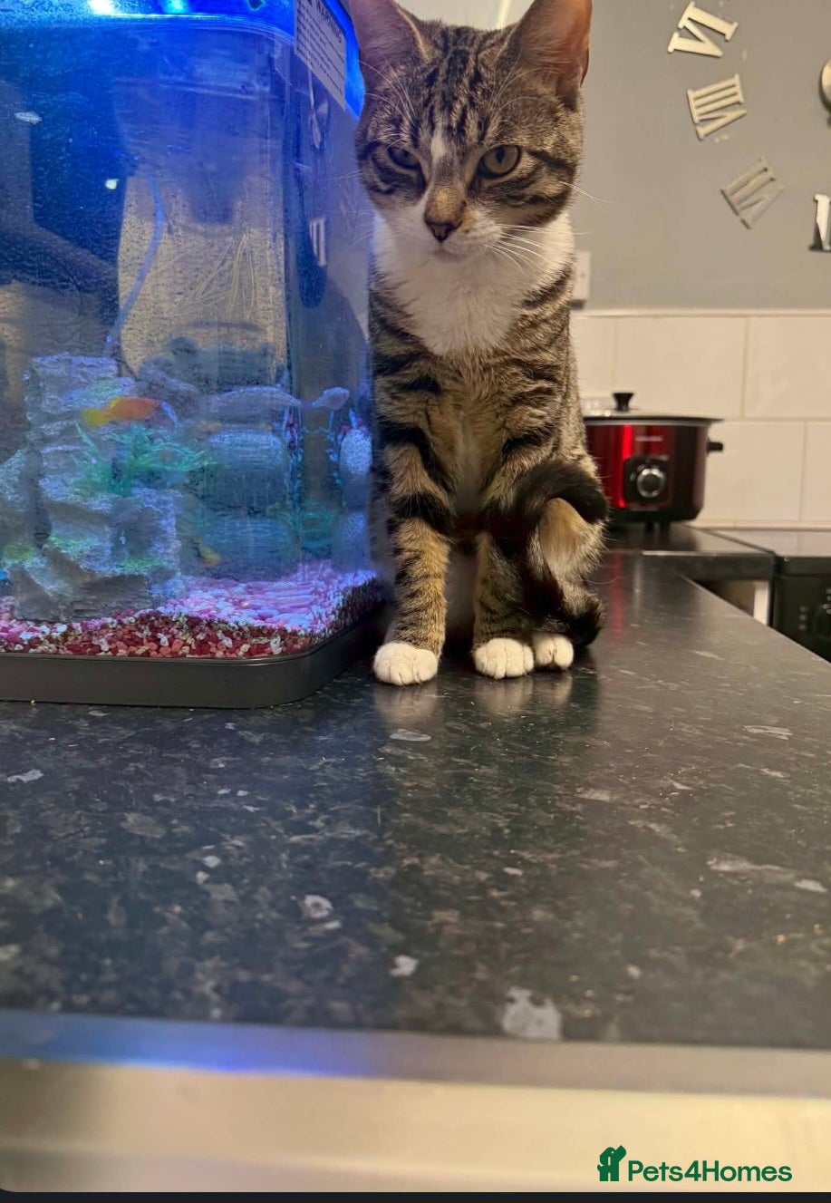 Mixed Breed cats 2 8 month old tabbys available  - Advert 1