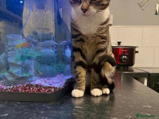 Mixed Breed cats 2 8 month old tabbys available - Advert 1