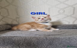 Mixed Breed cats for sale: Gorgeous British Shorthair Kittens for SALE - Advert 12