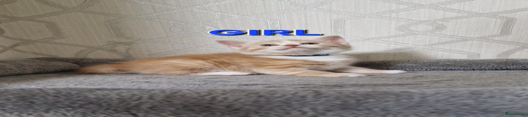 British Shorthair Kitten 5