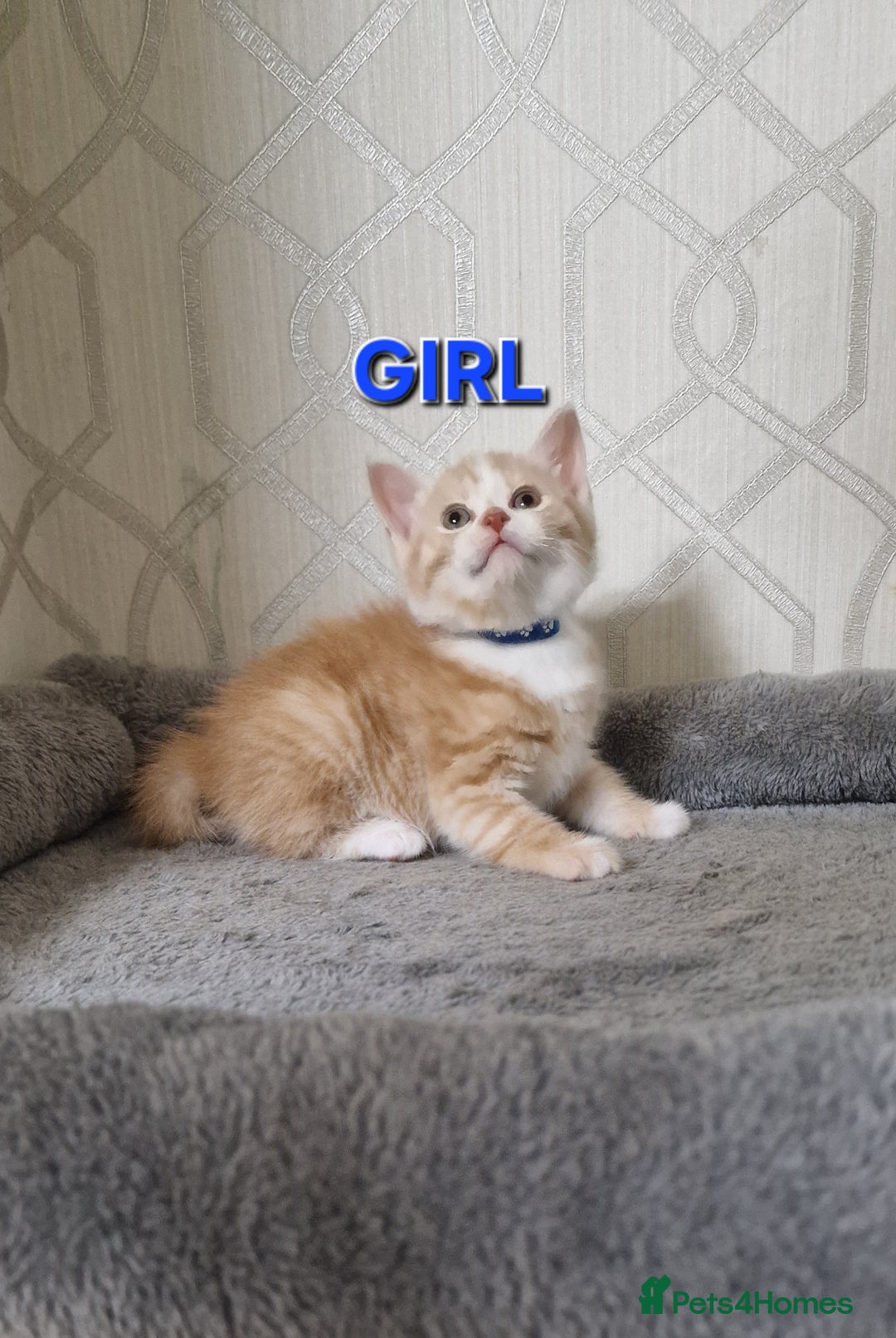 Mixed Breed cats for sale: Gorgeous British Shorthair Kittens for SALE - Advert 12