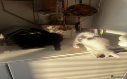 Turkish Angora cats for sale: 2 Turkish anagora X Bombay kittens - Image 11