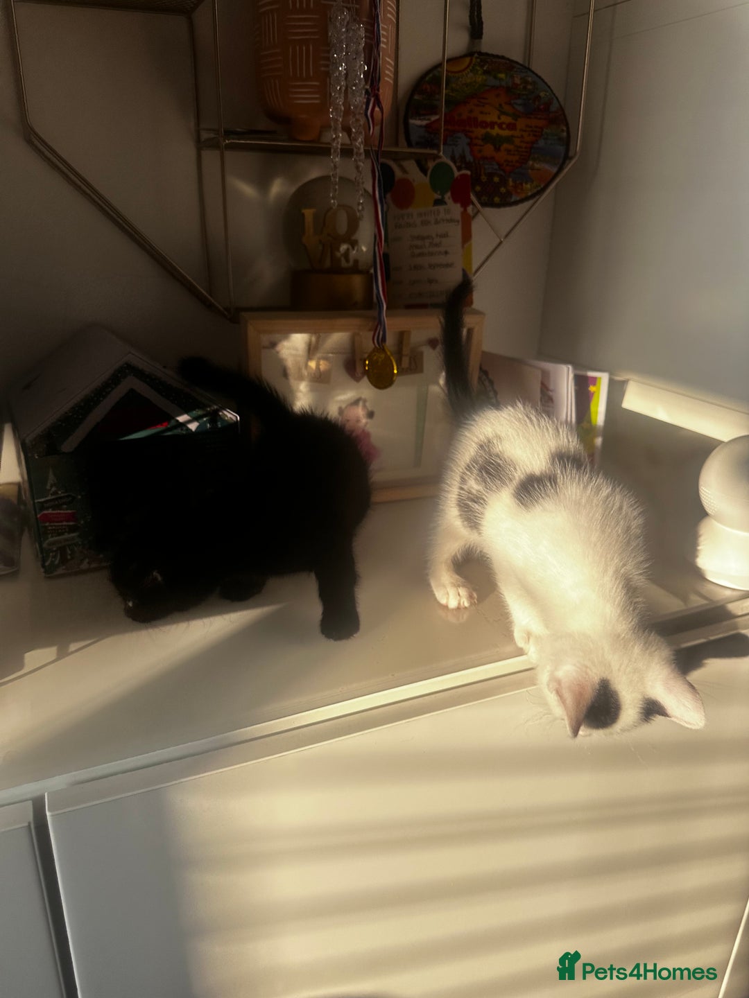 Turkish Angora cats for sale: 2 Turkish anagora X Bombay kittens - Image 11
