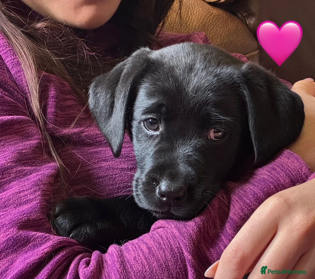 Labrador Retriever dogs for stud: Proven KC Reg Labrador health tested stud in Olney - Advert 29