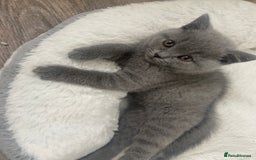 British Shorthair cats for sale: Gccf reg blue bsh kittens active - Image 17