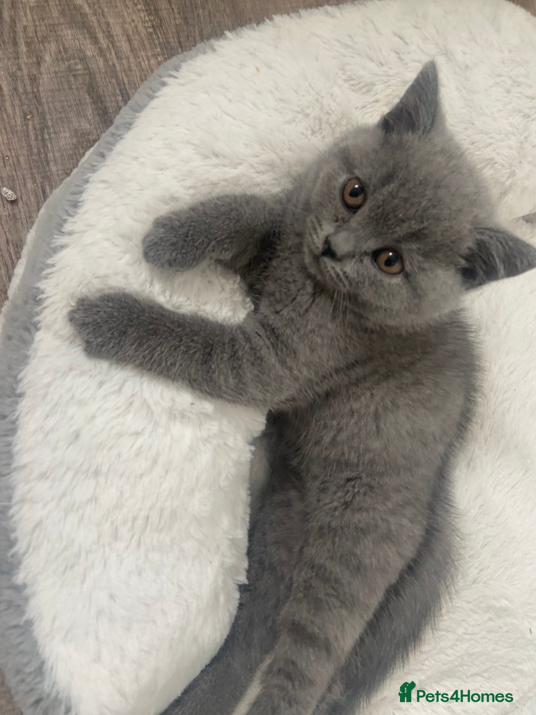 British Shorthair cats for sale: Gccf reg blue bsh kittens active - Image 17