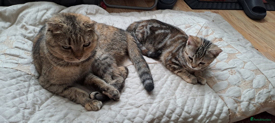Scottish Fold cats for sale: Beautiful Scottish fold cat FREE - Image 3