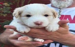Border Collie dogs for sale: Champion line puppies  - Image 8