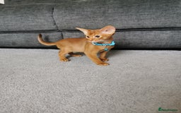 Abyssinian cats for sale: Ready now! Beautiful Abyssinians kittens❤️😍🤗 - Image 8