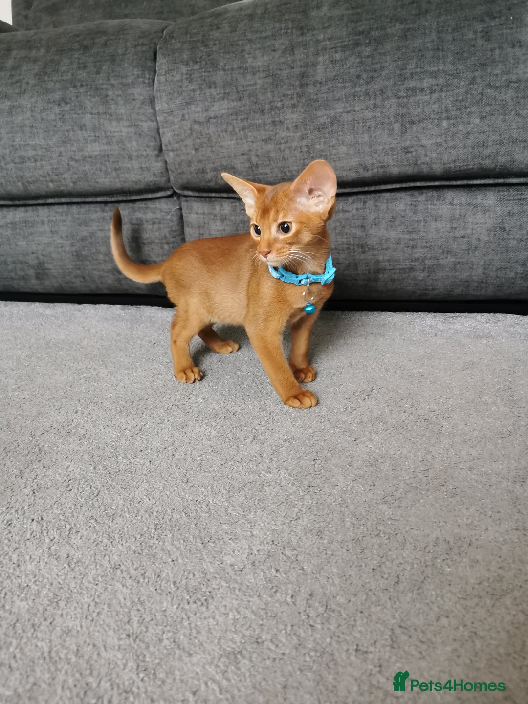 Abyssinian cats for sale: Ready now! Beautiful Abyssinians kittens❤️😍🤗 - Image 8