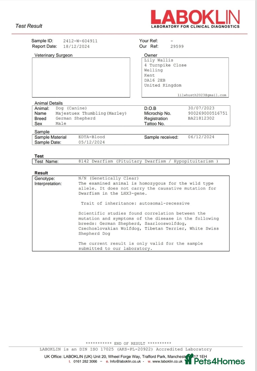 German Shepherd dogs for sale: KC GSD long coat.  Fantastic bloodlines.  - Advert 24