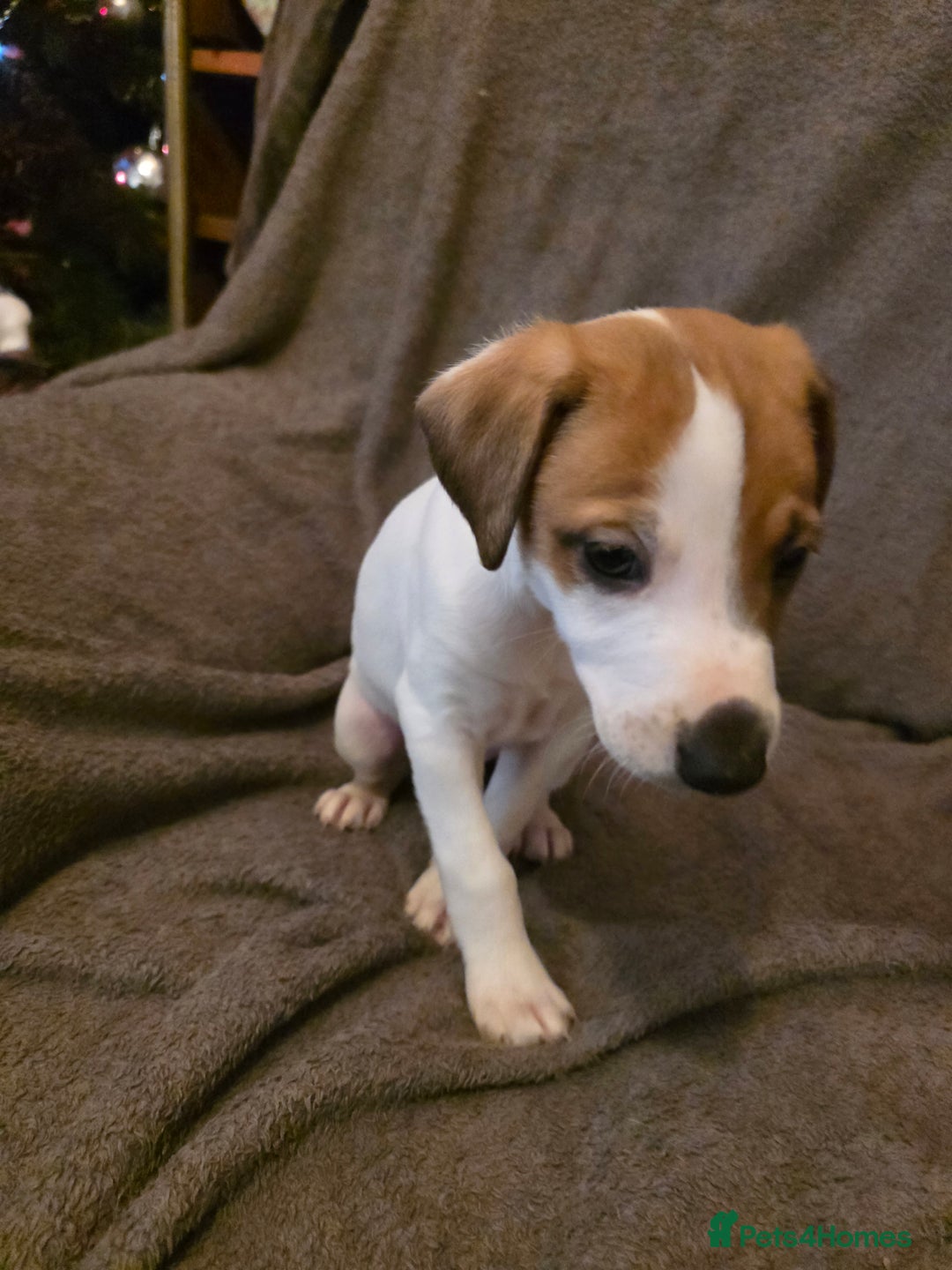 Mixed Breed dogs for sale: Italian Greyhound x Bull Greyhound Puppies - Advert 17