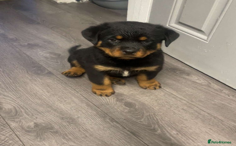 Rottweiler dogs - Advert 1