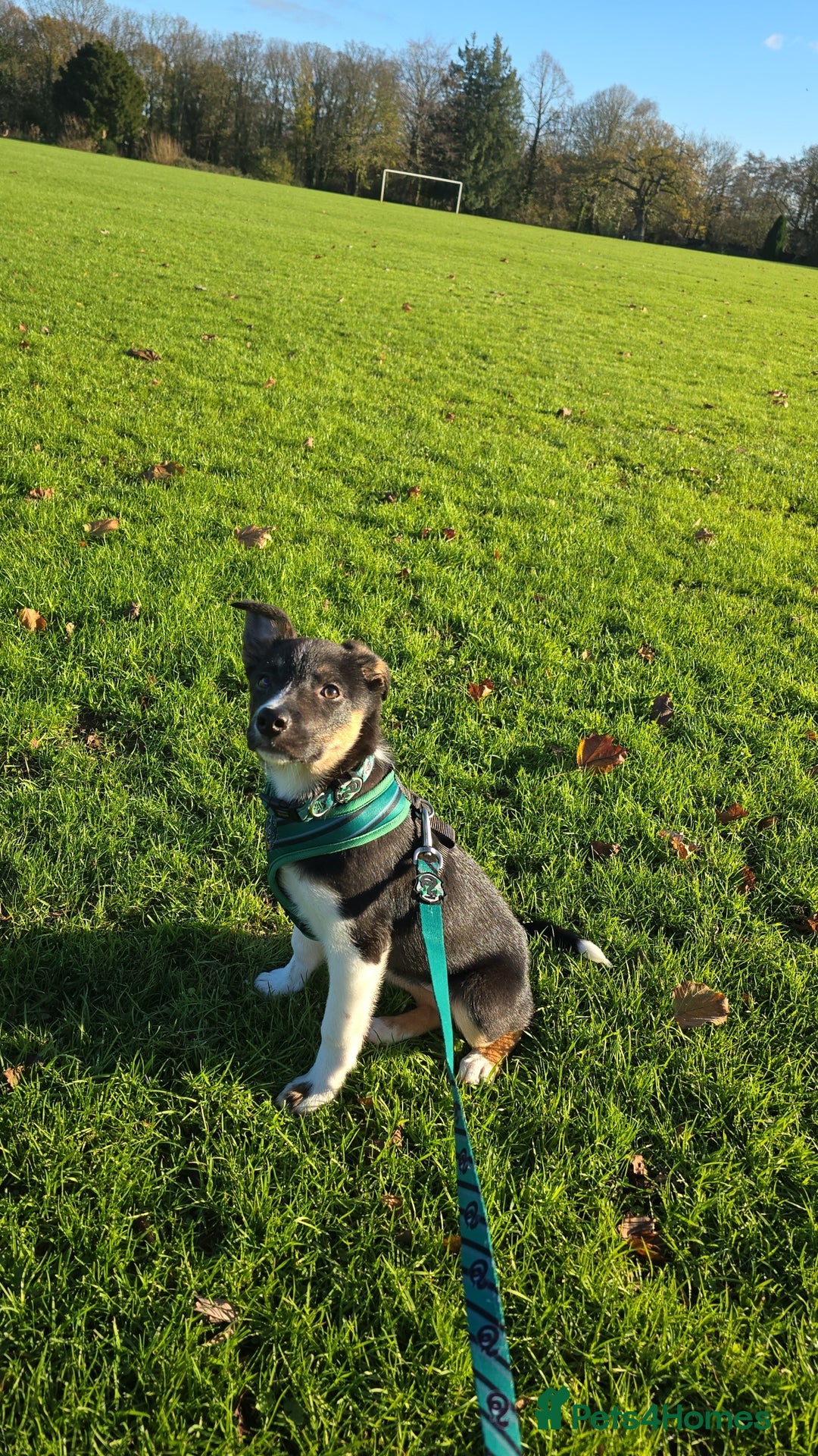 Border Collie dogs for sale: Border Collie - Advert 10