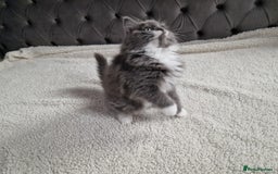 Ragdoll cats for sale: Kittens ready now! - Image 14