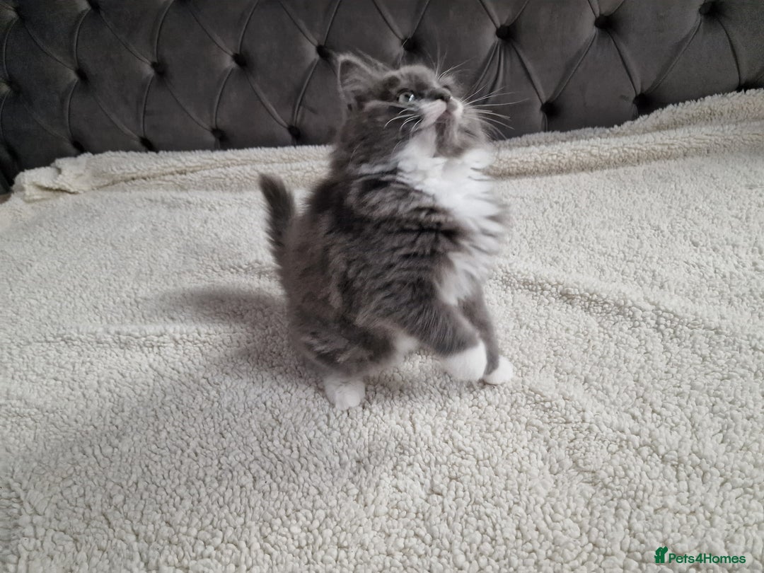 Ragdoll cats for sale: Kittens ready now! - Image 14