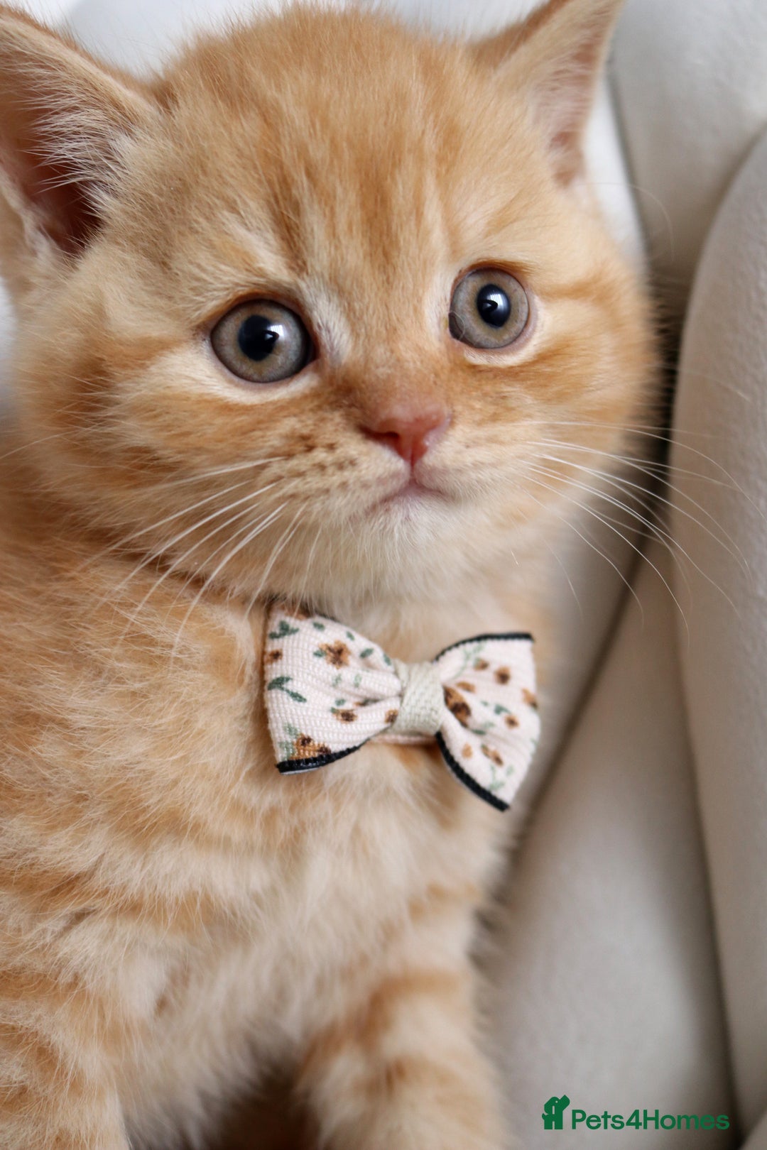 British Shorthair cats for sale: ❤️ Beautiful British Shorthair ❤️ - Image 7