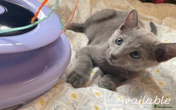 Russian Blue cats for sale: Pedigree Russian blue kittens - Ready to go - Image 4